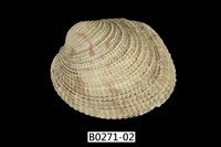 藏品(網目簾蛤)的圖片